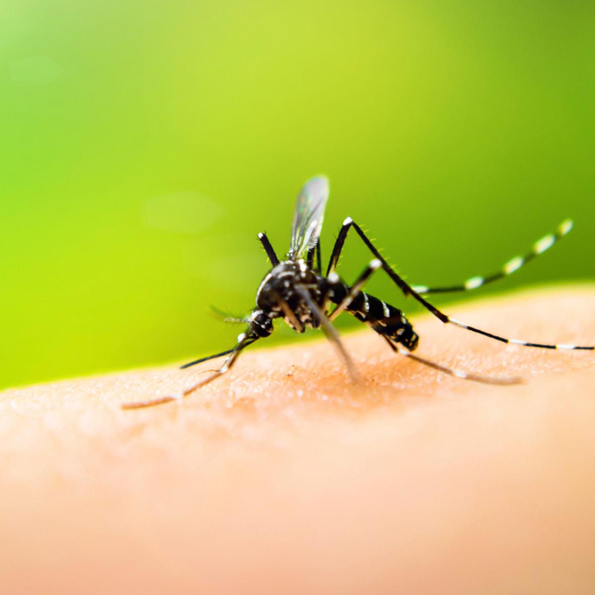 Obat Tradisional Digigit Serangga - Daun Sirih