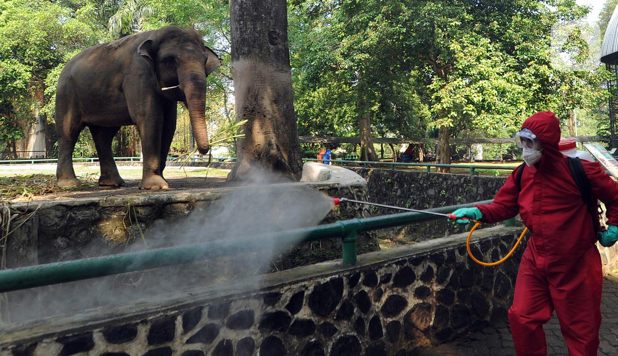 Foto Jelang Dibuka Untuk Umum Kebun Binatang Ragunan Disemprot Disinfektan News Liputan6 Com