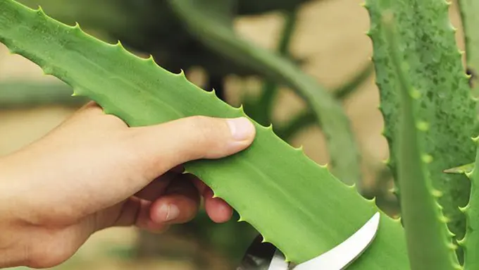 Ilustrasi Copyright by gardeningknowhow.com