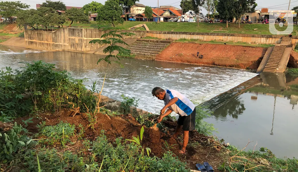 Ismail (67) bercocok tanam di sekitar bantaran Kanal Banjir Timur (KBT), Jakarta, Rabu (10/6/2020). Masa PSBB dimanfaatkan Ismail untuk bercocok tanam dengan menanam berbagai jenis rempah dan umbi-umbian yang hasilnya digunakan untuk konsumsi pribadi. (Liputan6.com/Immanuel Antonius)