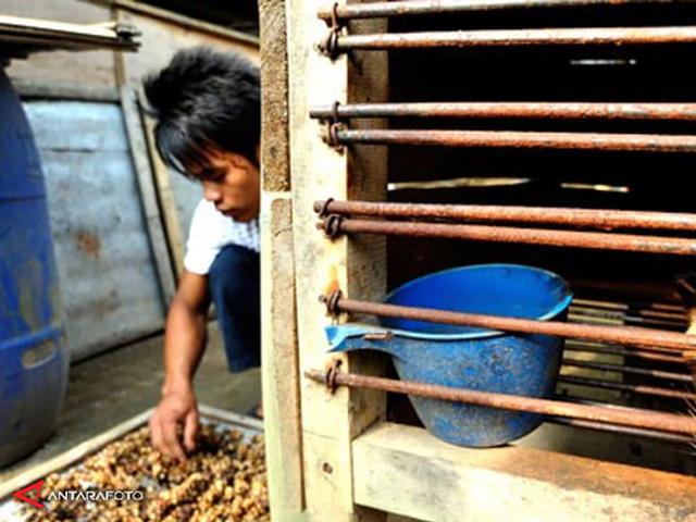 Produksi Kopi Luwak Tak Perlu Tergantung Dari Musang Liar Health Liputan6 Com