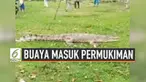 Warga Siak Riau dihebohkan buaya besar yang masuk area permukiman hari Rabu (4/9/2019). Buaya jadi tontonan sebelum ditangkap warga setempat.