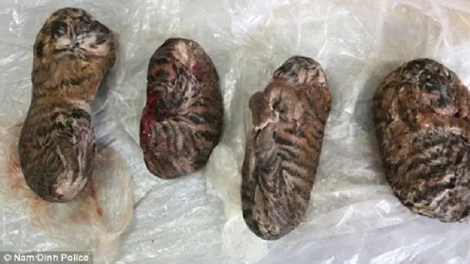 Sadis! Anak Harimau Dijadikan Lem