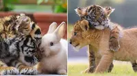 Potret Mesra Persahabatan Singa, Harimau, dan Kelinci