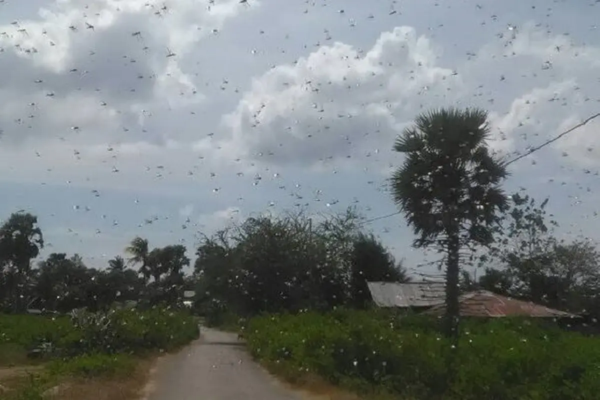 Belalang Kembara Tak Terkendali, Sumba Timur Tetapkan KLB