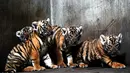 Anak-anak harimau China Selatan terlihat di Kebun Binatang Shanghai di Shanghai, China timur (28/8/2020). Kebun Binatang Shanghai meluncurkan kampanye publik untuk memberikan nama kepada keempat anak harimau betina yang lahir pada 4 Juli 2020 tersebut. (Xinhua/Zhang Jiansong)