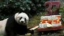 Panda raksasa Jia Jia terlihat di samping kue ulang tahunnya yang terbuat dari es dan sayuran di Hong Kong Ocean Park, China, Selasa, (28/7/2015). Jia masuk  Guinness World Records untuk kategori Panda tertua yang hidup dipenangkaran. (REUTERS/Bobby Yip)