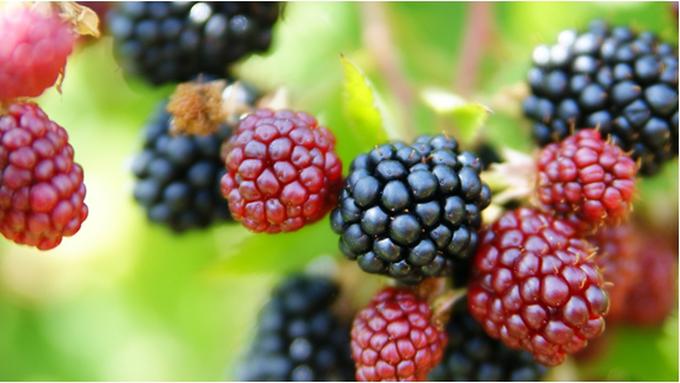 Contoh Buah Yang Banyak Mengandung Antioksidan Adalah | Seputar Buah