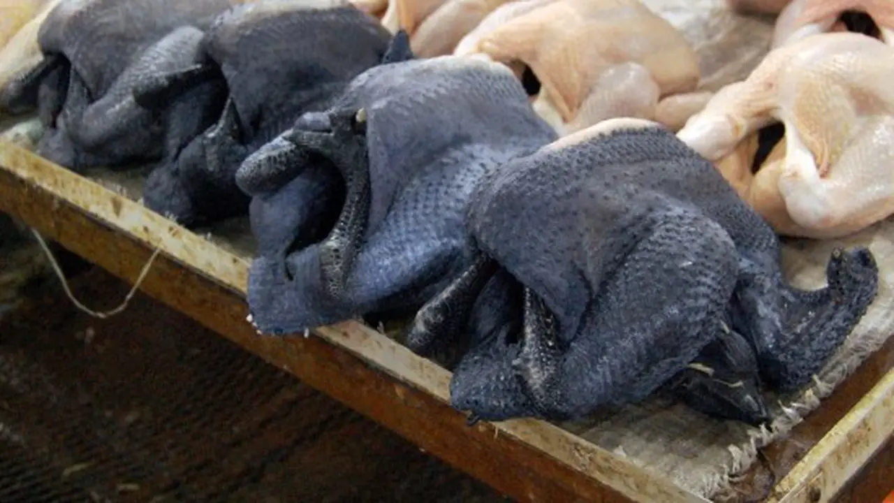 ayam