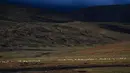 Kawanan antelop Tibet di dekat Danau Zonag di cagar alam nasional Hoh Xil, China (14/7/2020). Setiap tahun, antelop Tibet yang mengandung mulai bermigrasi ke Hoh Xil pada bulan Mei untuk melahirkan, dan kemudian bermigrasi kembali ke habitatnya bersama anak-anaknya bulan Agustus. (Xinhua/Zhang Long)