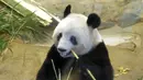 <p>Panda raksasa Xiang Xiang terlihat dalam kandang pada hari pengamatan terakhir sebelum ia kembali ke China untuk selamanya di Kebun Binatang Ueno, Tokyo, Jepang, 19 Februari 2023. Ribuan penggemar Xiang Xiang mengucapkan selamat tinggal. (Masanori Takei/Kyodo News via AP)</p>