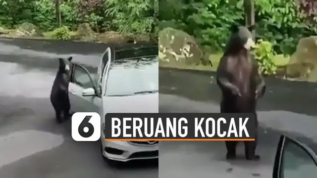Tingkah kocak ditunjukkan oleh seekor beruang ketika ketahuan membuka pintu mobil yang sedang diparkir.