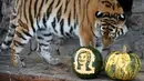 Harimau bernama Yunona sedang mengamati labu berukir calon Presiden AS di kebun binatang Royev Ruchey di Krasnoyarsk, Rusia, Senin (7/11). Yunona akan meramal siapa yang akan menjadi Presiden AS nanti. (REUTERS/Ilya Naymushin)