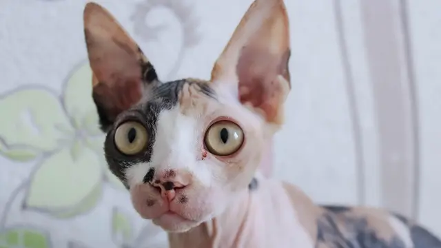 Sphynx