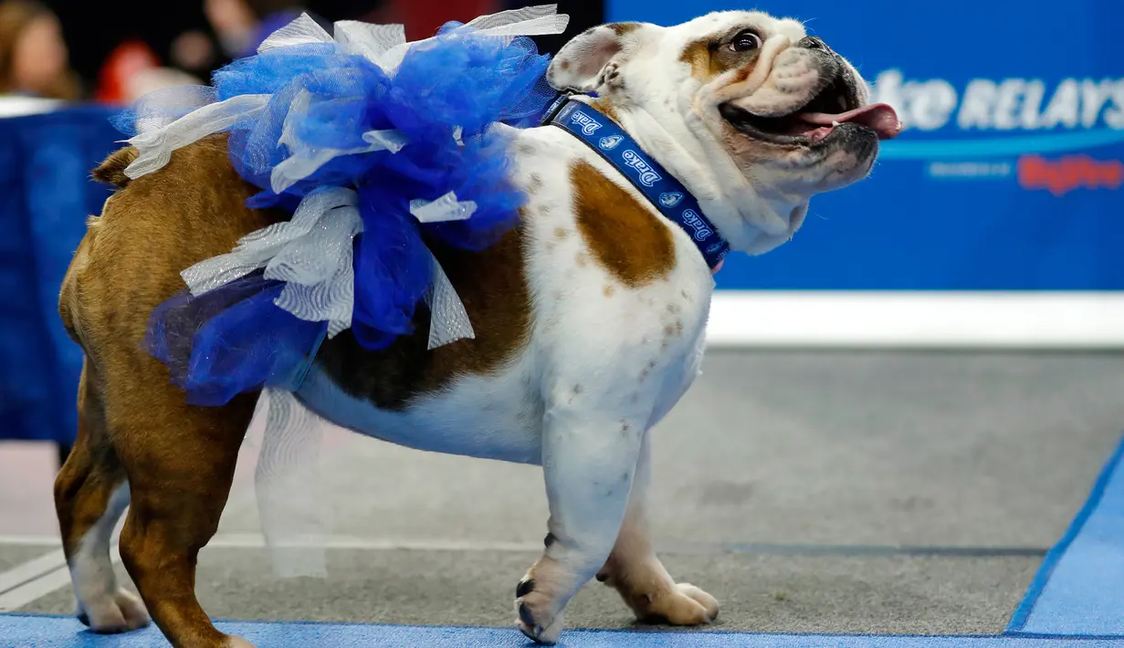 Anjing Bulldog, Sweet Sassy Molassy milik Janalyn Phillips berjalan di atas catwalk kontes kecantikan Beatiful Bulldog ke-37 di Des Moines, Iowa, Minggu (22/4). Pemenang kontes ini akan menjadi maskot ajang atletik Drake Relays. (AP/Charlie Neibergall)