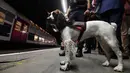 Lina, anjing yang dilatih untuk mendeteksi bahan peledak untuk polisi kereta api Ile-de-France berada di sebuah stasiun kereta bawah tanah di Paris (4/9). (AFP Photo/Alain Jocard)