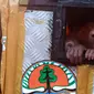 Orangutan bernama Asto, jantan, dan Asih, betina, berusia antara 2-5 tahun (Istimewa)