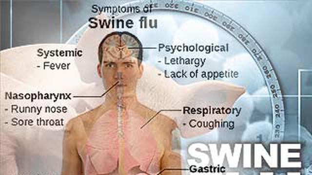 Flu Babi Merebak Lagi Health Liputan6 Com