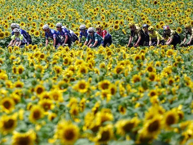 Pembalap melewati perkebunan bunga matahari saat beraksi pada ajang Tour de France 2023 di Limoges, Prancis (8/7/2023). Tour de France merupakan salah satu kejuaraan balap sepeda jalanan paling tua dan bergengsi di dunia. (Photo by Anne-Christine POUJOULAT / AFP)