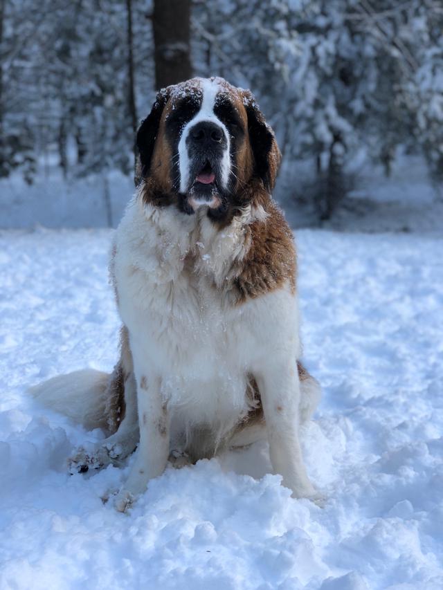 Saint Bernard