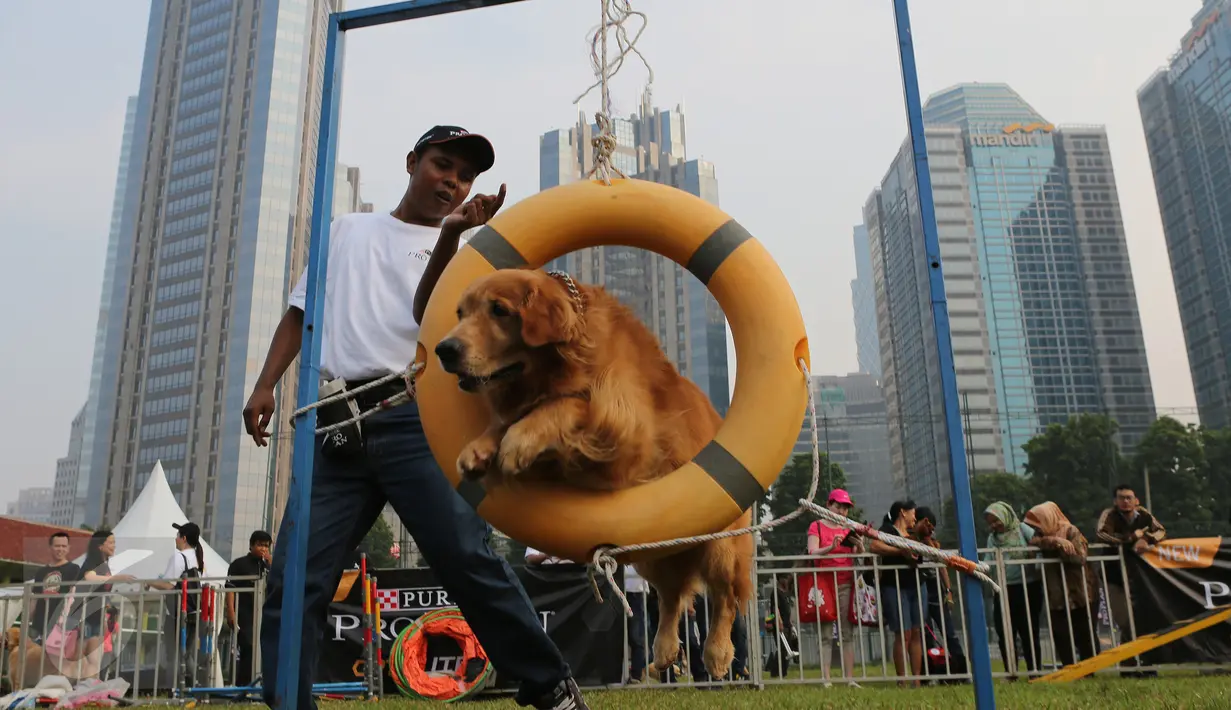 Pelatih sedang melatih anjing peliharaan dalam ajang Purina Pro Plan Boot Camp di Senayan, Jakarta (06/10). Dalam ajang ini, peserta  juga belajar memahami perilaku kucing dan anjing peliharaan. (Liputan6.com/Fery Pradolo)
