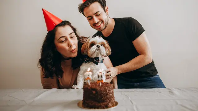 Dog Birthday