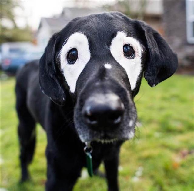 Anjing dengan kondisi vitiligo | Photo: Copyright today.com