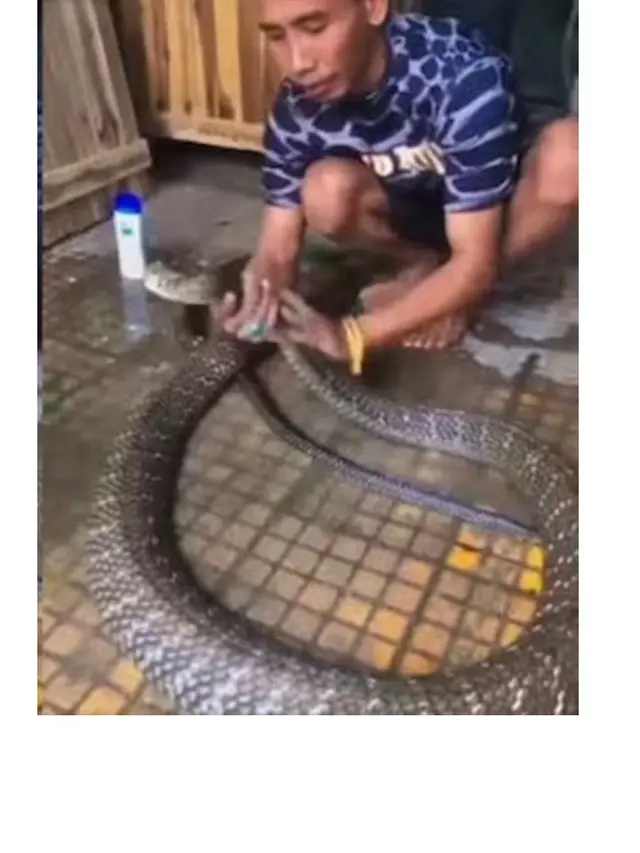 Aksi Pria Mandikan Ular Kobra Ini Ngeri Banget, Bikin Heran