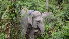 Satu Keluarga di Nepal Tewas Akibat Serangan Gajah