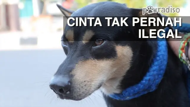 Menekan populasi anjing tak berpemilik di Kota besar, merupakan  cara untuk menghindarkan anjing dari ancaman penjualan daging anjing hal te