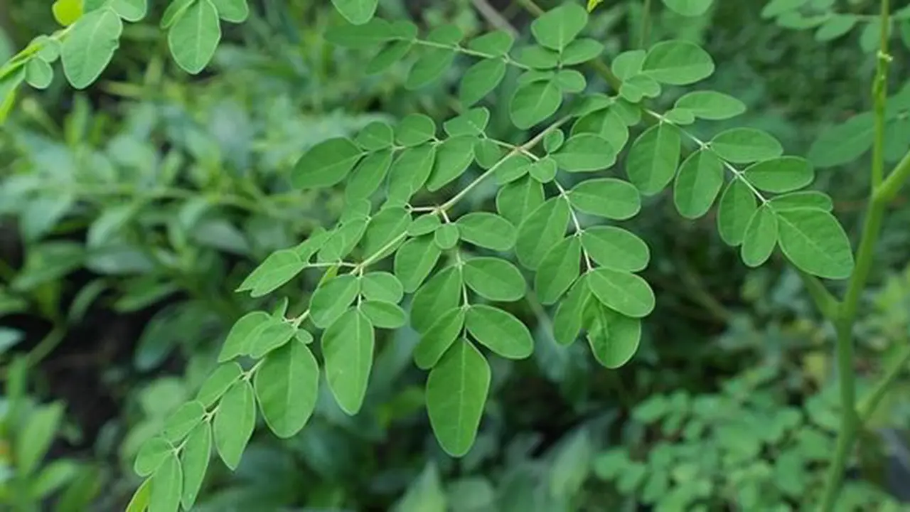 Manfaat daun kelor/copyright Pixabay.com/Iskandar63