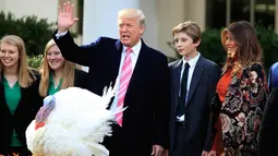 Presiden AS, Donald Trump bersama Ibu Negara Melania Trump dan putra Barron berpartisipasi dalam upacara pengampunan kalkun di Hari Thanksgiving yang ke 70 tahun di Taman Mawar Gedung Putih di Washington, AS, (21/11). (AP Photo / Manuel Balce Ceneta)