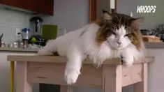 Kucing asal Amerika Serikat diklaim sebagai kucing terbesar di dunia. Kucing yang diberi nama Samsons memiliki panjang lebih dari 1 meter