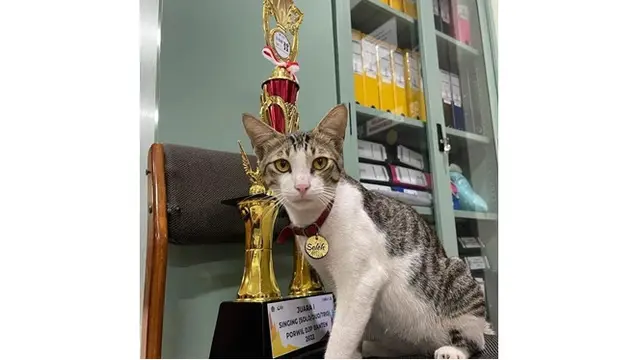 Cerita Kantor Pajak Angkat Kucing Jadi 'Pegawai', Ini 6 Potret Gemasnya