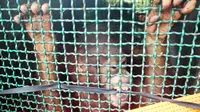 Bayi orangutan ini ditemukan di kebun sawit dengan luka parah di bagian kepala. (Liputan6.com/Abelda Gunawan)