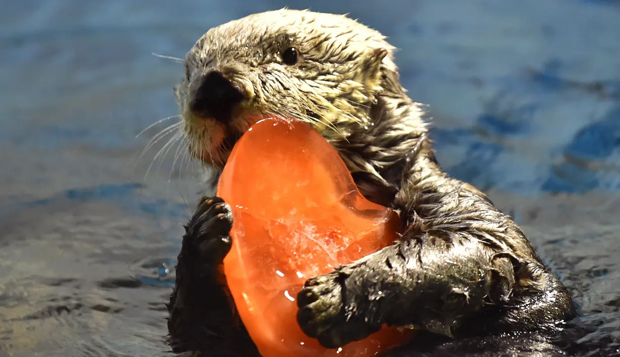 Seekor berang-berang bernama Yutan sedang menikmati makanan yang dibekukan berbentuk hati di Hakkeijima Sea Paradise, Yokohama, Tokyo, Sabtu (11/2). Pemberian makanan berbentuk hati untuk menyambut perayaan Valentine. (AFP PHOTO / KAZUHIRO Nogi)