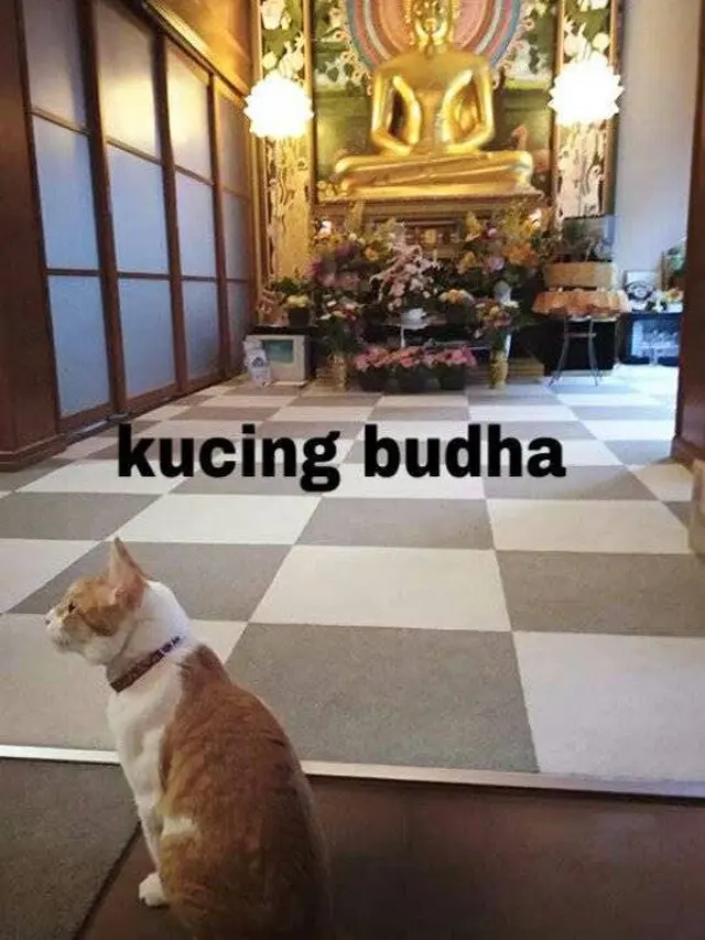 9 Potret Gemas Kucing Temani Orang Beribadah Ini Anteng Banget