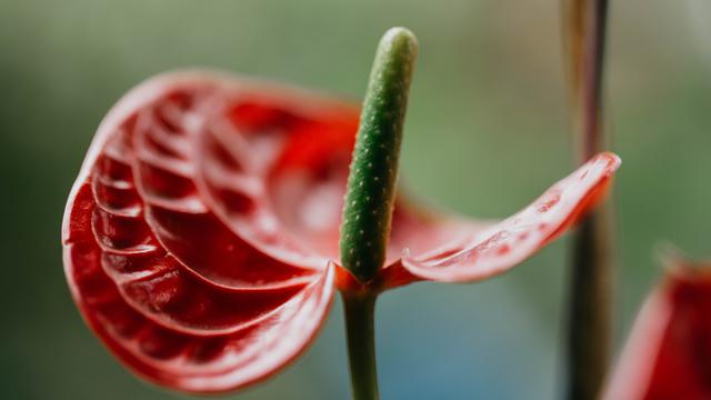 Anthurium Keris dan Hookeri