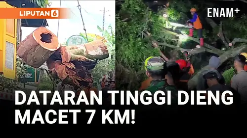 VIDEO: Pohon Tumbang Bikin Macet Wisata Dataran Tinggi Dieng