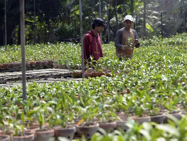 Pembeli memilih anggrek jenis dendrobium di tempat pembibitan budi daya anggrek, Pocis, Kecamatan Setu, Tangerang Selatan, Banten, Senin (31/8/2020). Anggrek dendrobium pesanan pembeli akan dikirim ke berbagai daerah, kebanyakan pemesan dari Kalimantan dan Sulawesi. (merdeka.com/Dwi Narwoko)