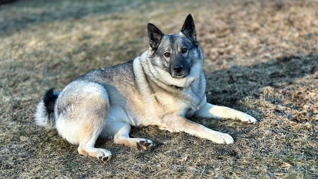 Norwegian Elkhound
