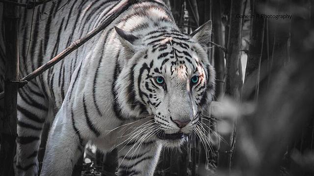 White Tiger atau Macan Putih bermata biru