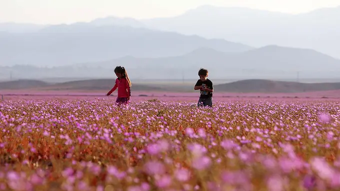 Atacama, Gurun Paling Kering di Bumi Kini Jadi Padang Bunga