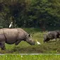 Badak bercula satu merumput bersama bayinya di Suaka Margasatwa Pobitora di pinggiran Gauhati, India, Senin (27/5/2019). Tempat ini memiliki populasi badak bercula satu tertinggi di dunia. (AP Photo/Anupam Nath)