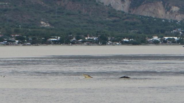 Penampakan buaya berkalung ban di Muara Sungai Palu. (Foto: Liputan6.com/Heri Susanto)