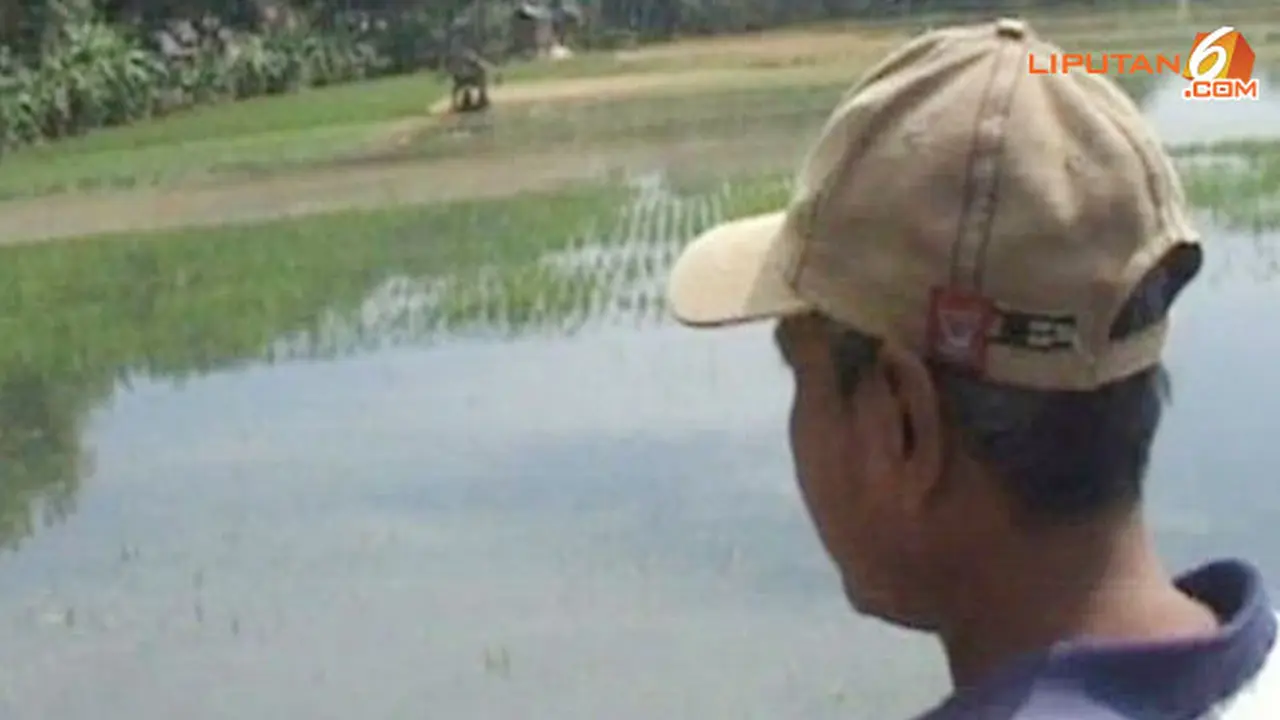 sawah-terancam-puso130716a.jpg