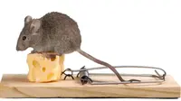 Basmi tikus yang mengganggu di rumah dengan cara ampuh ini! (foto: iStock)