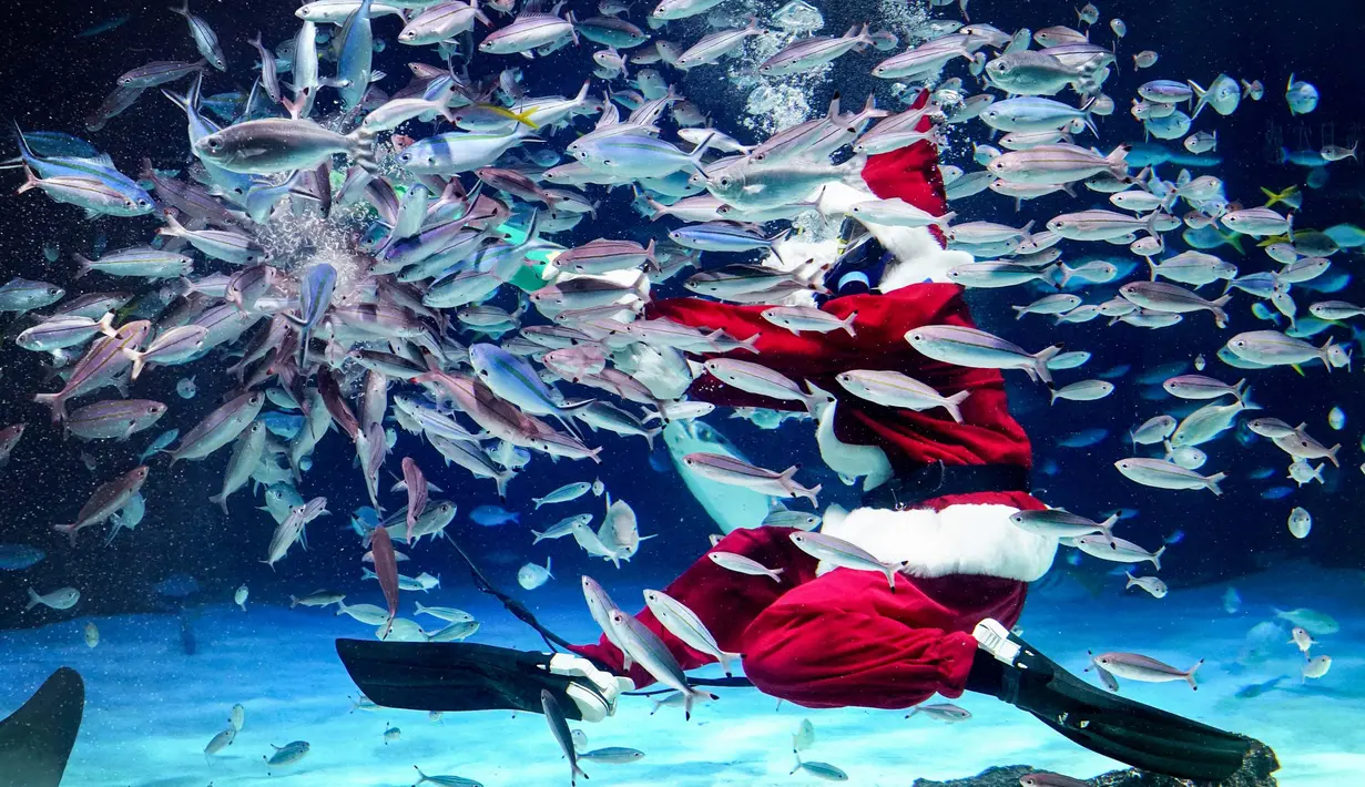 Penyelam juga beraksi memberi makan ikan-ikan. (Kazuhiro NOGI/AFP)