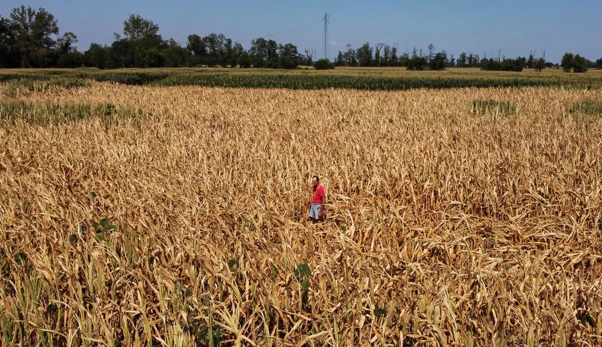 Pemandangan dari udara menunjukkan petani Achille Crespiatico melihat kerusakan pada ladang jagungnya akibat kekeringan parah di Spino d'Adda, Italia, 11 Juli 2022. Crespiatico mengklaim bahwa 70 persen dari ladang jagungnya dan 100 persen dari padang rumputnya yang stabil telah hancur. (Piero CRUCIATTI/AFP)