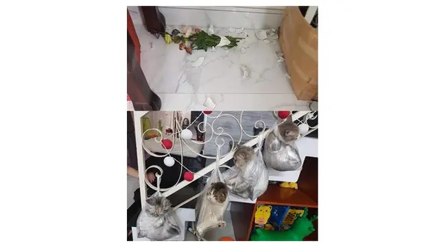 Kucing lucu (Sumber: Twitter/@twitkocheng)